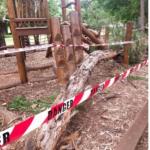 tree falls on perth playground